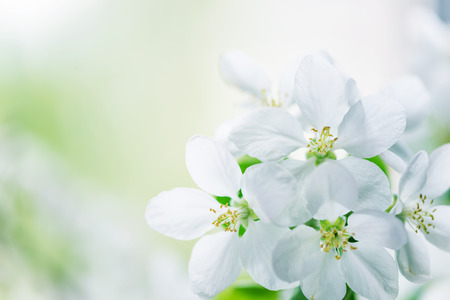 White apple tree flowers close-up in the spring garden, with space for textの写真素材