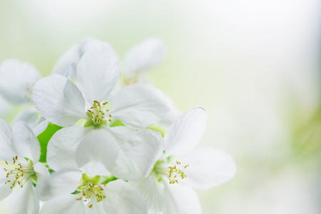 White apple tree flowers close-up in the spring garden, with copy-spaceの写真素材
