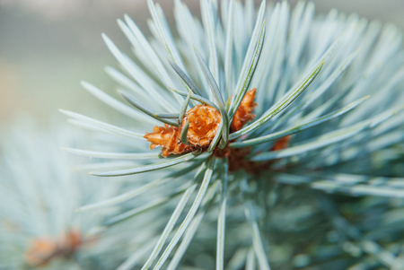 Bud of blue spruce on a branch with needles closeupの写真素材