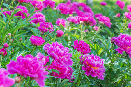 Many beautiful pink peony flowers on the flowerbed outdoorsの写真素材