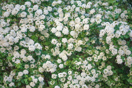 Green fence of blooming Spirea Wangutta with white flowersの写真素材