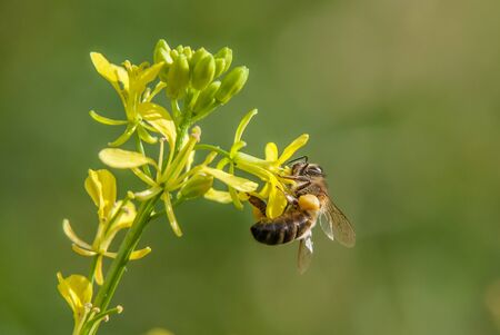 Honey bee collects nectar and pollinates yellow rape flower