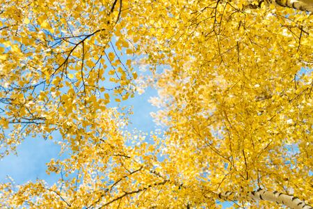 Crown of powerful birch with autumn yellow leaves against the blue sky, view upwardの写真素材