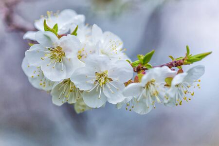 Spring branch of blossoming cherry with white flowers at a foggy morningの写真素材