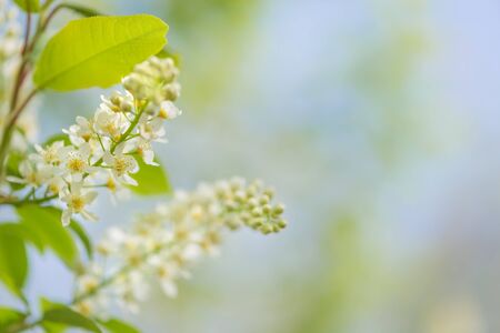 Spring branch of blossoming bird cherry with white flowers at a sunny morning against the blue sky,...