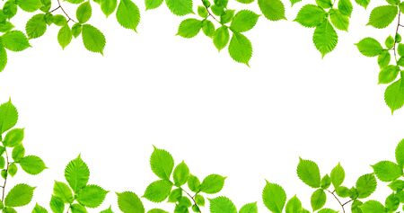 Natural frame of branches of an ash tree with green leaves isolated on a white background