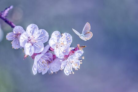 Spring branch of blossoming cherry with white flowers coated dewdrops and flying blue butterfly at a sunny morning, with copy-space, toned in blueの写真素材