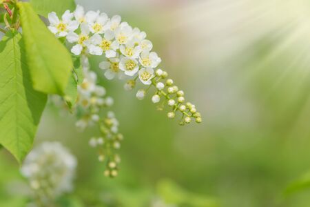 Spring branch of blossoming bird cherry with white flowers at a sunny morning against the lush green vegetation, gentle natural background with copy-spaceの写真素材