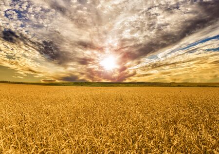 Spacious golden field of ripe wheat, illuminated by the setting sun in the evening sky with dramatic clouds. Beautiful summer rural landscapeの写真素材
