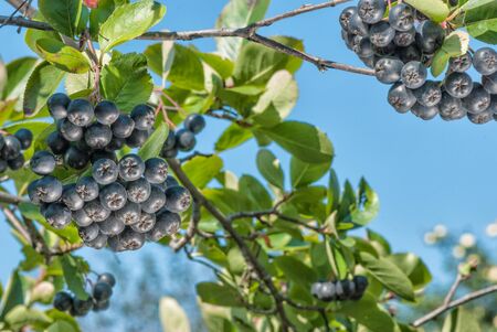 Large clusters of aronia among green leaves against a bright blue skyの写真素材