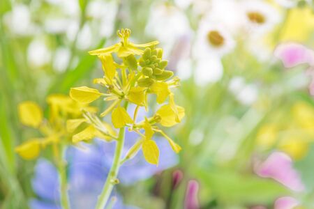 Different multicolored wildflowers on natural green background closeup outdoors, with copy-space