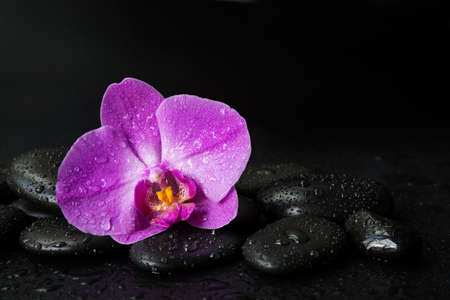 Spa concept with black basalt massage stones and pink orchid flower covered with water drops are on a black backgroundの写真素材