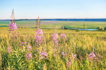Purple flowers of an officinal grass of a willow-herb on a summer meadow in beams of the sunset sun close upの写真素材