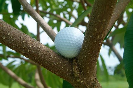 Golf ball caught among the branches of a treeの写真素材