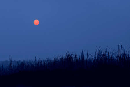 Photo of a blue tropical sunset, with dark, tall grass in the foregroundの写真素材