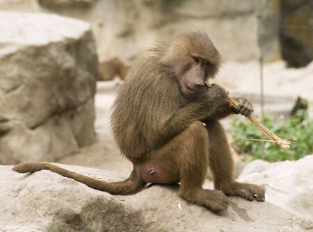 Hungry baboon gnawing on a wooden stick