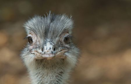 Head of young, small ostrich. Very shallow depth of field, with only the eyes in focus.の写真素材