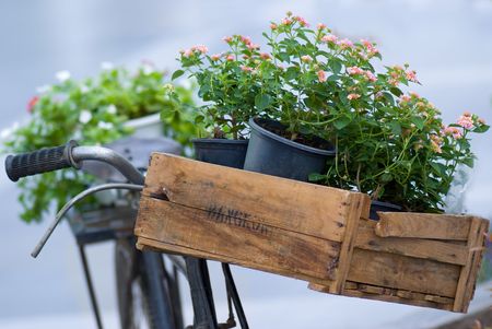Flowers in a wooden crate on an old bicycle. Shallow depth of field.の写真素材