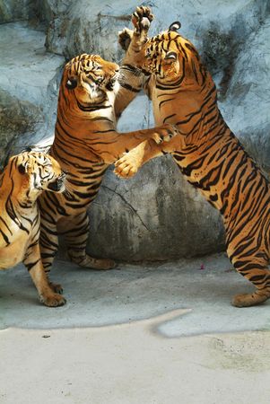 Three Southeast Asian tigers having a fight