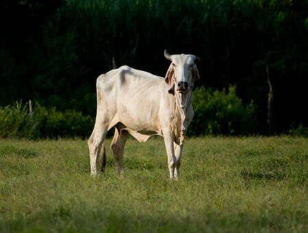 White Asian cow in the fields, staring at you. Photo taken in Thailand.の写真素材