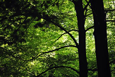 Backlit treetop foliage abstract with trees and branches in the foregroundの写真素材