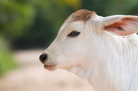 Cute, two weeks old, Asian calf with big ears. Shallow depth of field with the whole head in focus.の写真素材