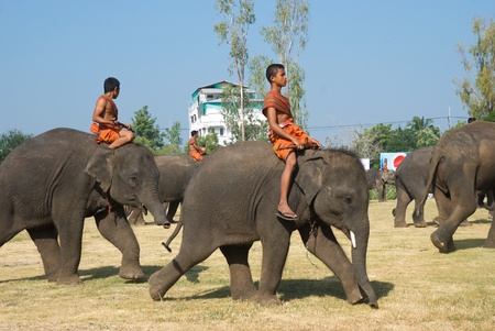 SURIN - NOVEMBER 21: Young mahout on small elephant during The Annual Elephant Roundup on November 21, 2010 in Surin, Thailand.のeditorial素材