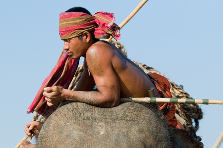 SURIN - NOVEMBER 21: Mahout resting on top of his elephant during The Annual Elephant Roundup on November 21, 2010 in Surin, Thailand.のeditorial素材