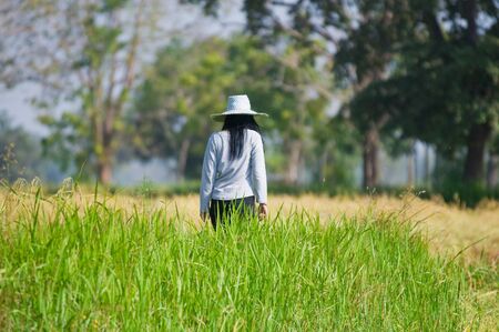 Female farmer walking among rice fields in Thailand. Shallow depth of field with the farmer and some grass in focus.の写真素材