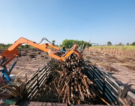Sugarcane being loaded onto a truck at a farm in Isan, Northeastern Thailand.のeditorial素材