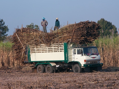 Truck loaded with sugarcane on a sugarcane field in Isan, Northeastern Thailand.のeditorial素材