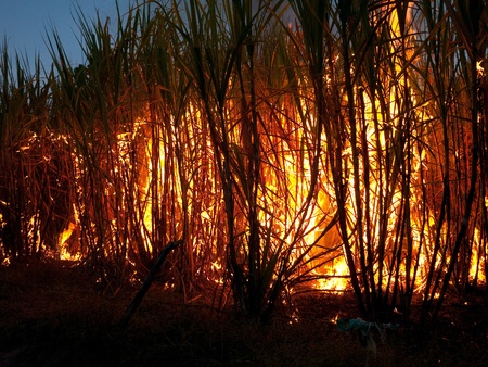 Sugarcane field in Nakhon Ratchasima, Thailand set on fire to make harvesting faster. The burning is often done at night to better control the fire.のeditorial素材