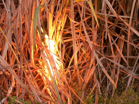 Sugarcane field in Nakhon Ratchasima, Thailand set on fire to make harvesting faster.のeditorial素材
