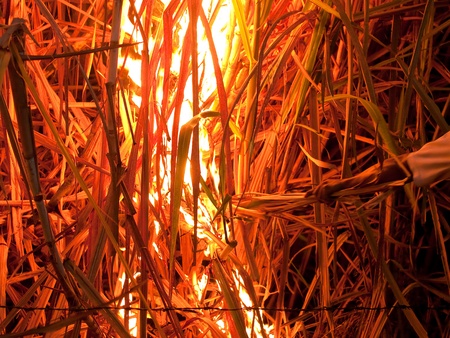 Sugarcane field in Nakhon Ratchasima, Thailand set on fire to make harvesting faster.のeditorial素材