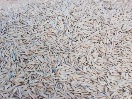Rice grains during harvest. Shallow depth of field with the center of the photo in focus.の写真素材