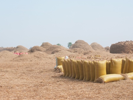 Bags of rice and stacks of hay at a rice field during harvest in Sisophon, Banteay Meanchey Province, Cambodiaの写真素材
