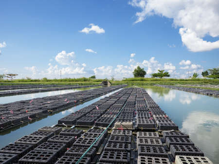 Crab cages at farm producing softshell crabs near the Yangon River in Myanmarの写真素材