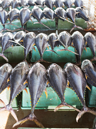 Yellow fin tuna at the fish market in General Santos City The Philippines. Shallow depth of field with the first row of tuna in focus.の写真素材