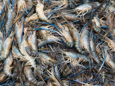 Giant river prawns at the fish market in Maha Chai, Samut Sakhon Province, Thailand.の写真素材