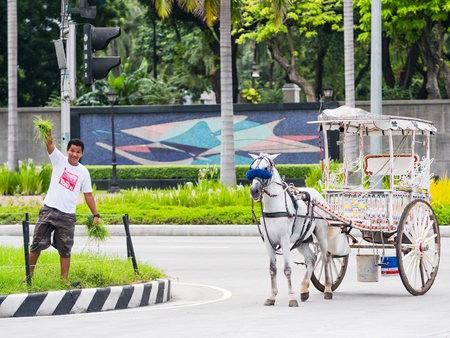 Manila - August 9, 2017: Coachman finding food for his horse at the central reservation of Roxas Boulevard in Manila.のeditorial素材