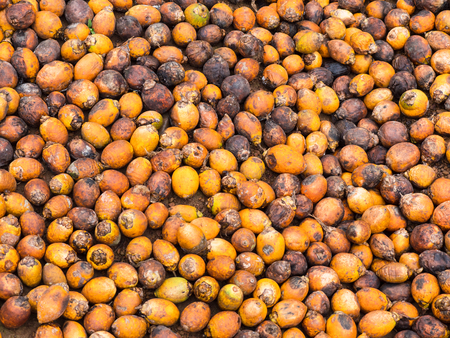 Areca nuts, also called betel nuts, in a village of the Tanintharyi Region in South Myanmar.の写真素材