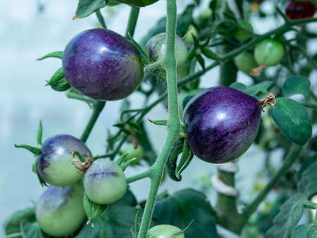 Indigo tomatoes growing on a plant. Shallow depth of field with the nearest tomatoes in focus.の写真素材