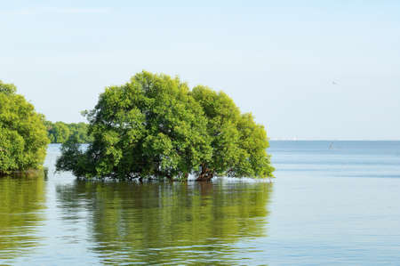 Mangrove forest in Klong Dan, Samut Prakan Province in Thailand.の写真素材
