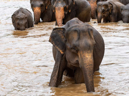 Elephants taking a bath at Maha Oya River in Pinnawala, Sri Lankaの写真素材