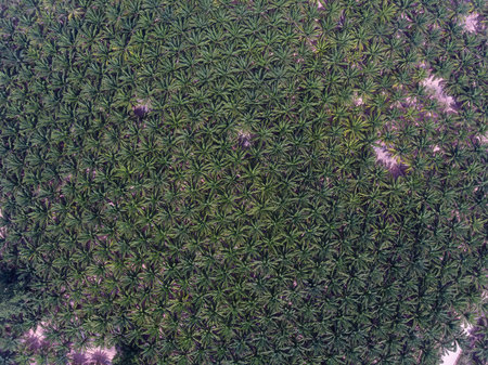 Aerial photo of palm oil plantation in Huai Yai on the outskirts of Pattaya City in Thailand.の写真素材