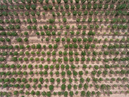 Farmland with tapioca in Huai Yai on the outskirts of Pattaya City in Thailand.の写真素材