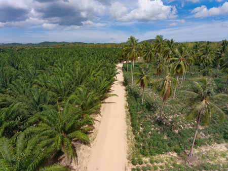 Plantation with palm trees and tapioca in Huai Yai, a subdistrict on the outskirts of Pattaya City in Thailand.の写真素材