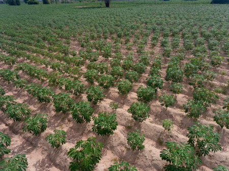 Farmland with tapioca in Huai Yai on the outskirts of Pattaya City in Thailand.の写真素材