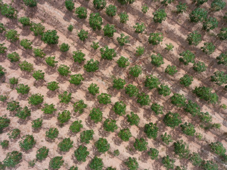 Farmland with tapioca in Huai Yai on the outskirts of Pattaya City in Thailand.の写真素材