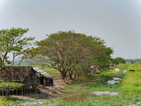 Landscape with homes built from wood and straw at the Irrawaddy Delta wetlands in southern Myanmar.の写真素材